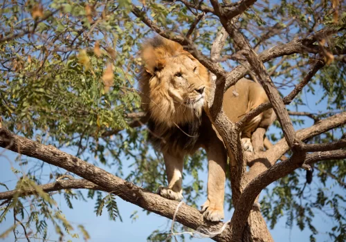 PTOPIX_Mideast_Israel_Tree_Climbing_Lion-0568b