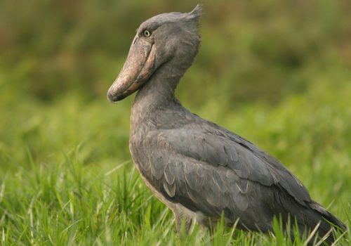 shoebill_uganda